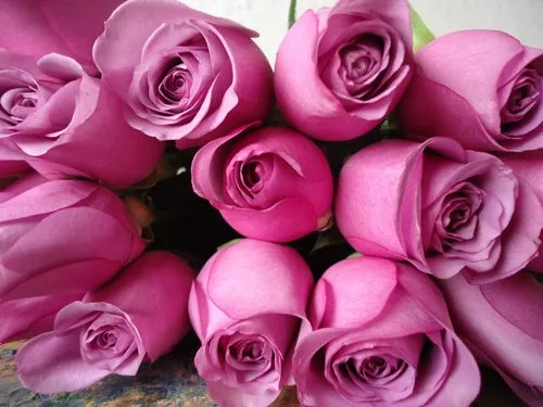 Rosa Morada / Lila | Flickr - Photo Sharing!