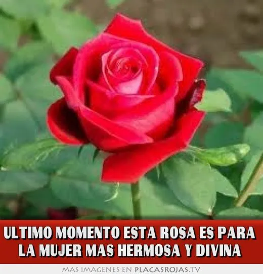 Ultimo momento esta rosa es para la mujer mas hermosa y divina ... Ultimo momento esta rosa es para la mujer mas hermosa y divina ...