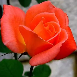 Rosa naranja