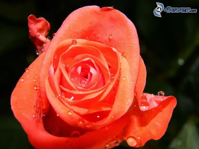rosa-naranja,-rosa-en-rocio- ...