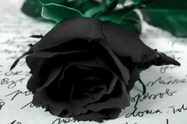 Una rosa negra (5676)