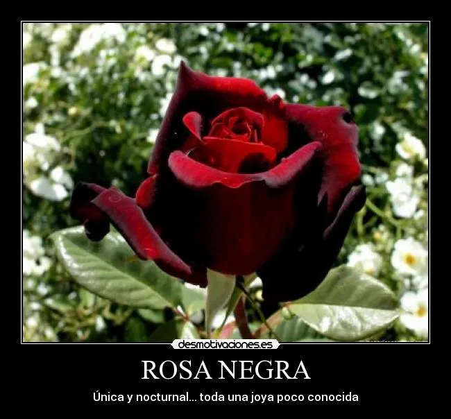 ROSA NEGRA | Desmotivaciones
