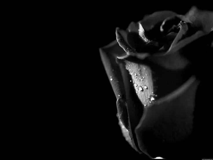 Rosa negra, fondo negro. Fondo de pantalla. | Todo negro y blanco ... Rosa negra, fondo negro. Fondo de pantalla. | Todo negro y blanco ...
