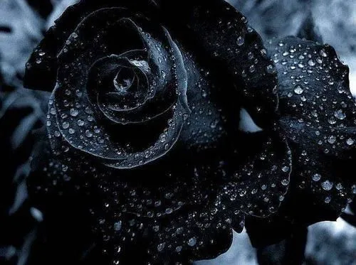 La rosa NEGRA: http://www.cosasalucinantes.com/2014/02/26/el ... La rosa NEGRA: http://www.cosasalucinantes.com/2014/02/26/el ...