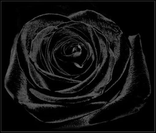 Rosa negra imagen - Imagui