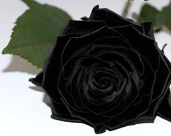 ENTRE SEDA Y ALGODÓN : UNA ROSA NEGRA