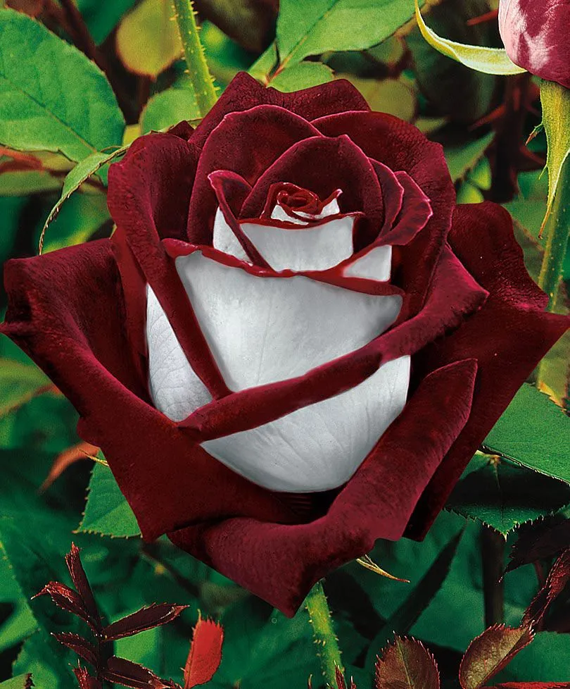 Rosa Osiria - Las flores más hermosas del mundo | Banco de Imagenes