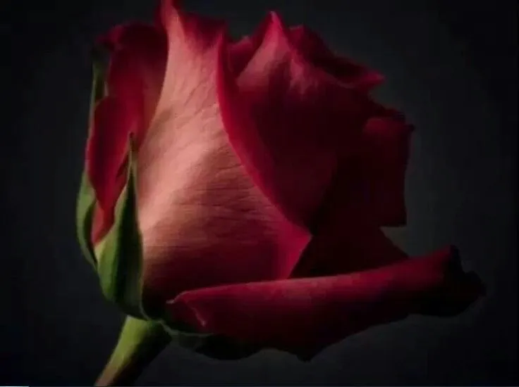 Rosa purpura | rosas | Pinterest