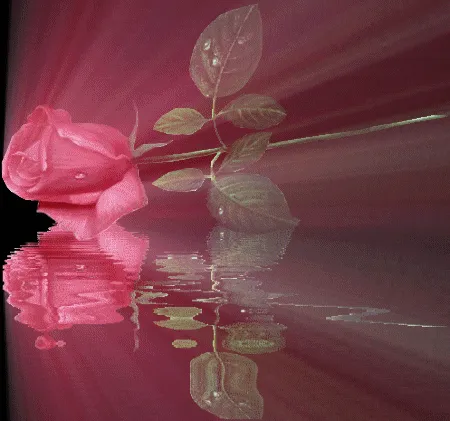 Rosa "La vida es una flor cuya miel es el amor" Rosa "La vida es una flor cuya miel es el amor"
