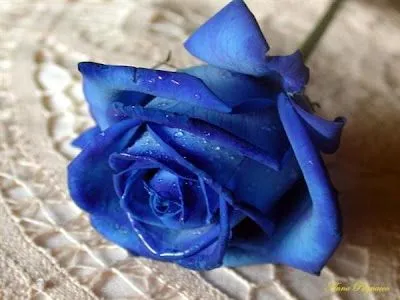 Rosa Rosa