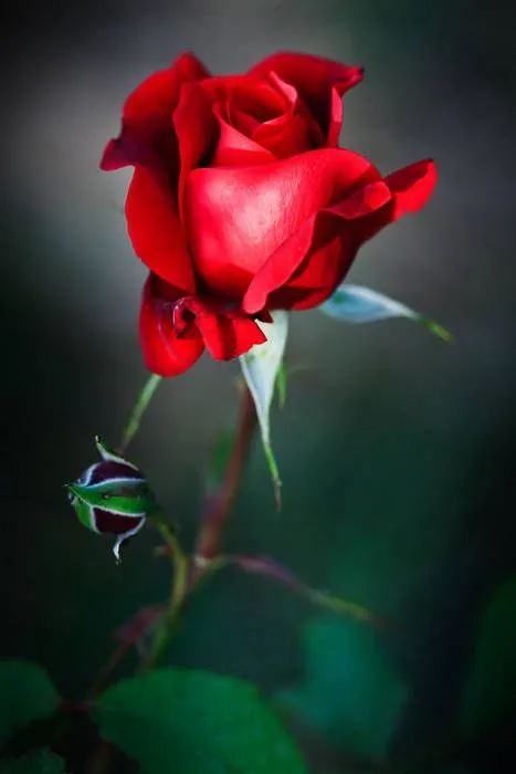 Rosa Roja