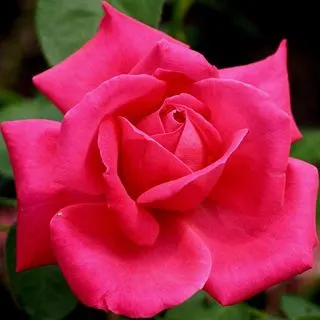 Rosa roja