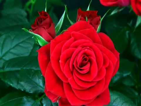 ROSA ROJA ABRIENDO - YouTube