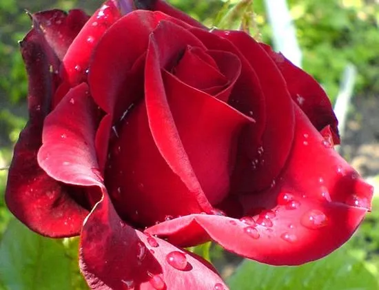 Rosa roja en el campo imagen #3764