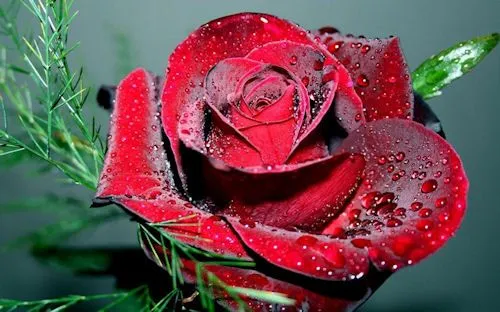 Rosa Roja (Imágenes de Amor para el Día de San Valentín) | Banco ...