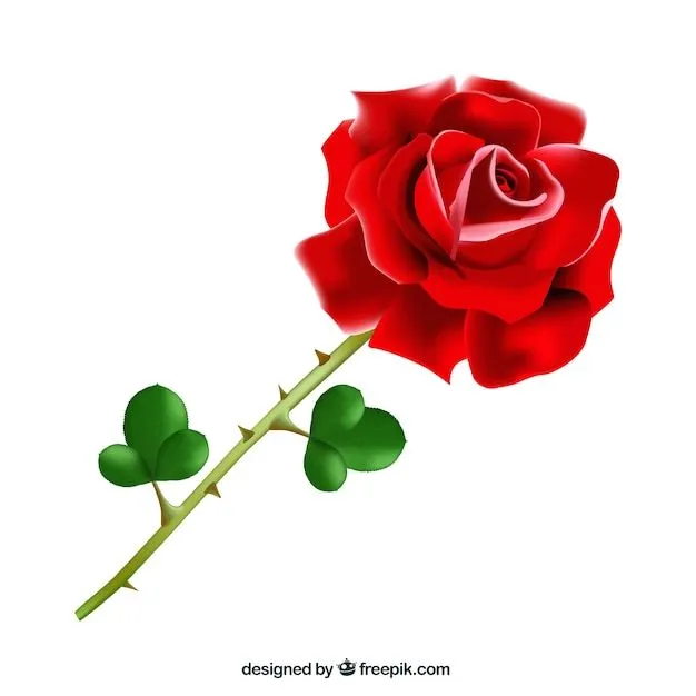 Rosa roja realista | Descargar Vectores gratis