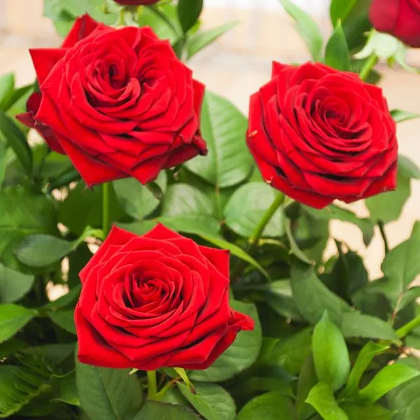 Rosa-Roja-Red-Naomi.jpg