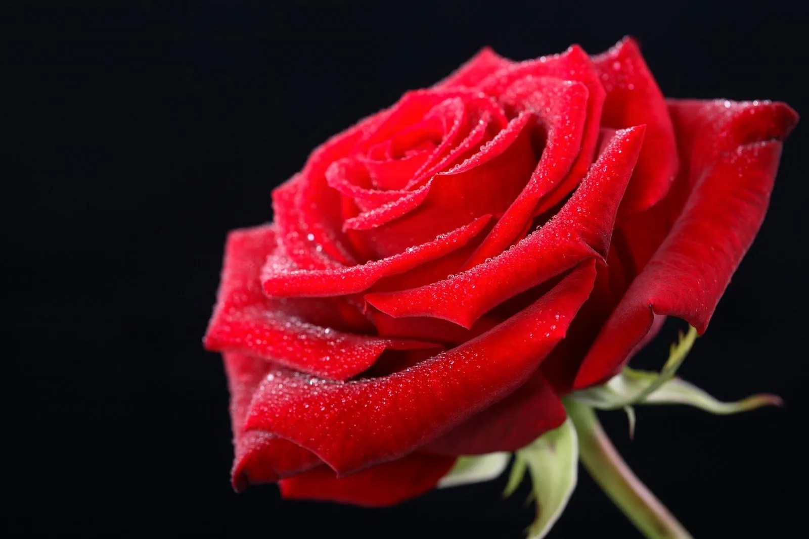 rosa roja principalmente las rosas rojas son el simbolo del rosa roja principalmente las rosas rojas son el simbolo del