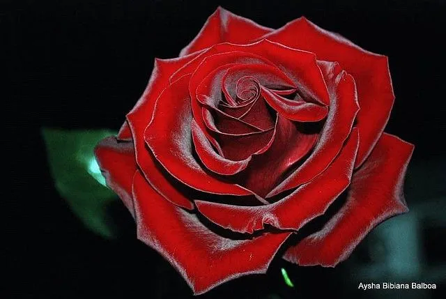 Rosas rojas para recibir el otoño | Flickr - Photo Sharing! Rosas rojas para recibir el otoño | Flickr - Photo Sharing!