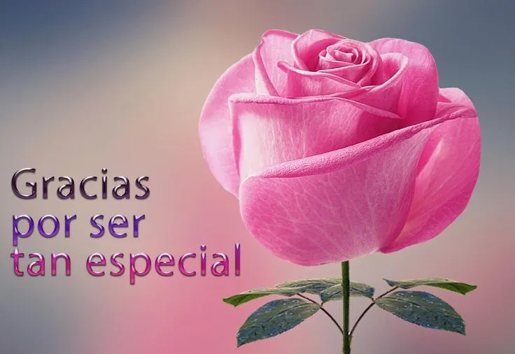 rosa-rosa-mensaje-gracias-por-ser-tan-especial-para-compartir ...