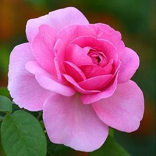 Rosa rosada