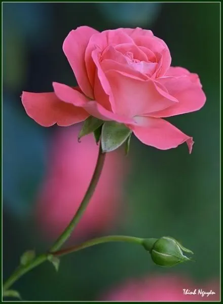 ROSA ROSADA | MIS FLORES | Pinterest