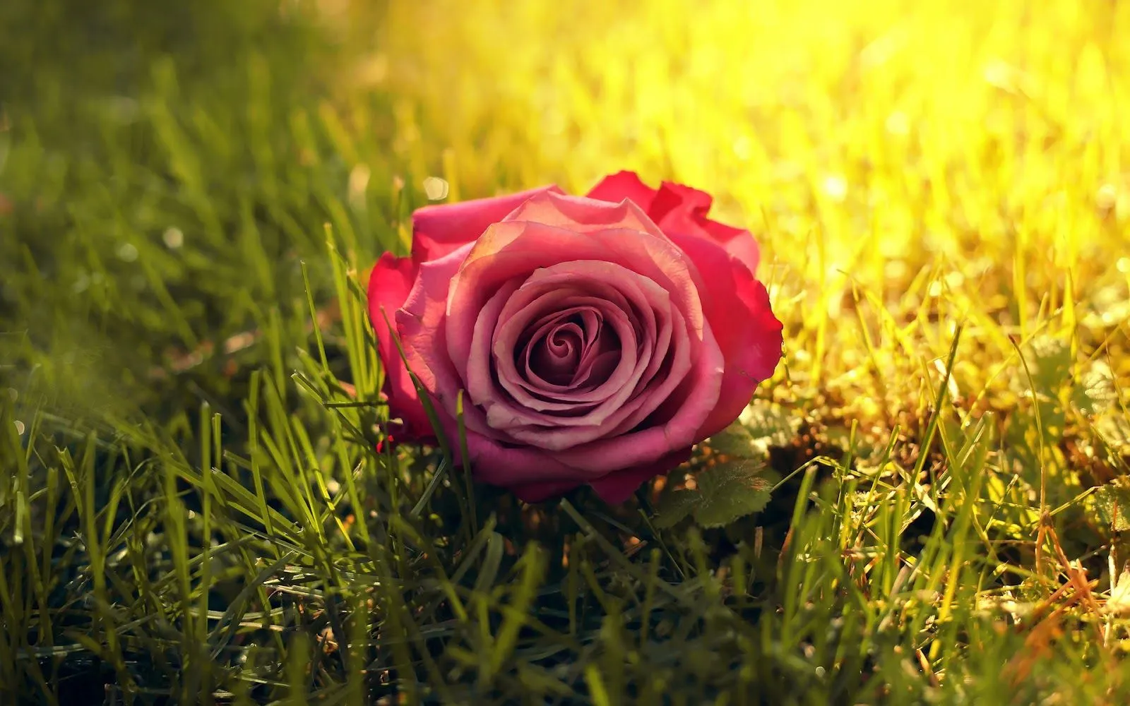 Rosa Rosada en la Hierba - Fondos de Pantalla HD - Wallpapers HD Rosa Rosada en la Hierba - Fondos de Pantalla HD - Wallpapers HD