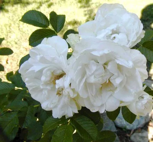Rosa rugosa, Blanche Double de Coubert, I'Haÿ, Frau Dagmar Hastrup ... Rosa rugosa, Blanche Double de Coubert, I'Haÿ, Frau Dagmar Hastrup ...