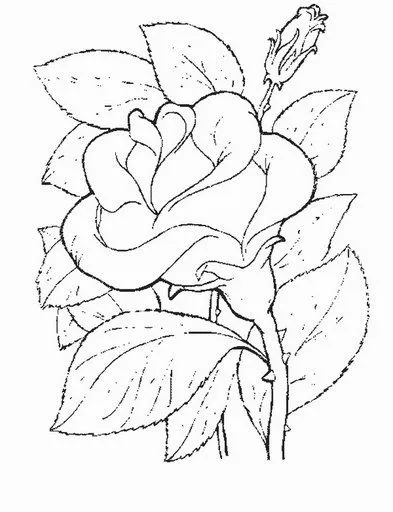ROSA DE SANT JORDI PARA COLOREAR