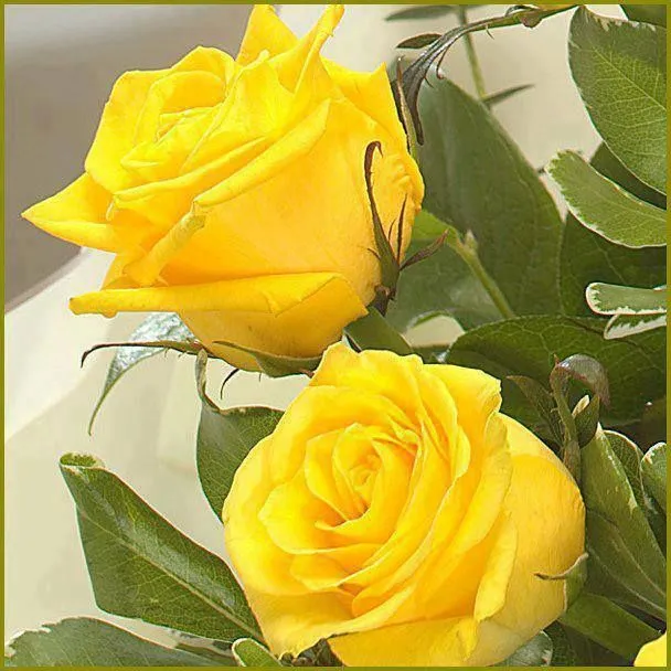 Cada rosa tiene un significado. Las rosas amarillas ... | Amarillo