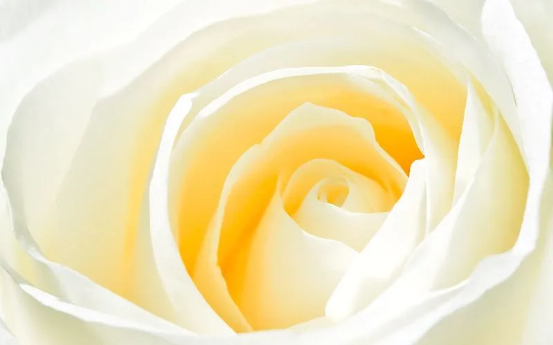 Rosa Soria - About - Google+