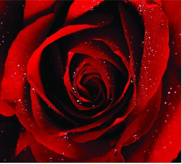 Rosa Vermelha - Loja de Quadros Decorativos Pintados a mão e ...