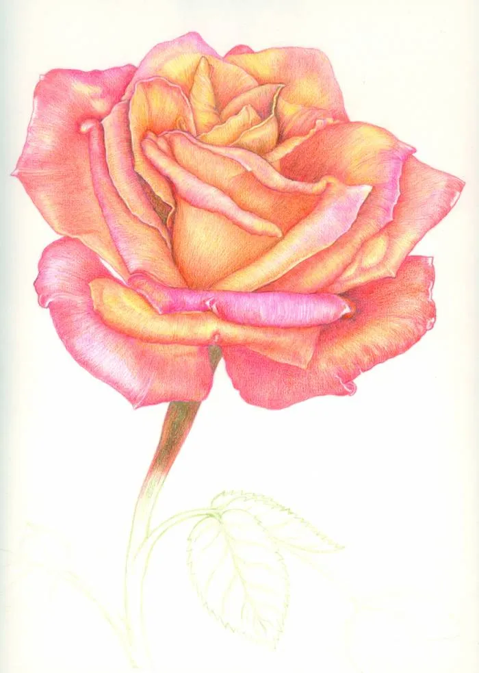 rosa vista de cerca Fernando Sánchez Soto - Artelista.