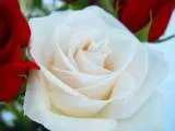 Rosal | Revista de Flores, Plantas, Jardinería, Paisajismo y Medio ...