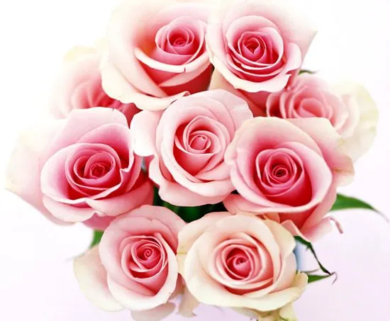 Rosas - 127 Imágenes y Fotos para Compartir - ImagenesCool Rosas - 127 Imágenes y Fotos para Compartir - ImagenesCool