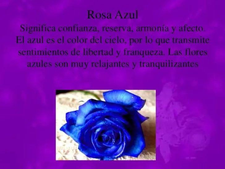 rosas-7-728.jpg?cb=1331396383