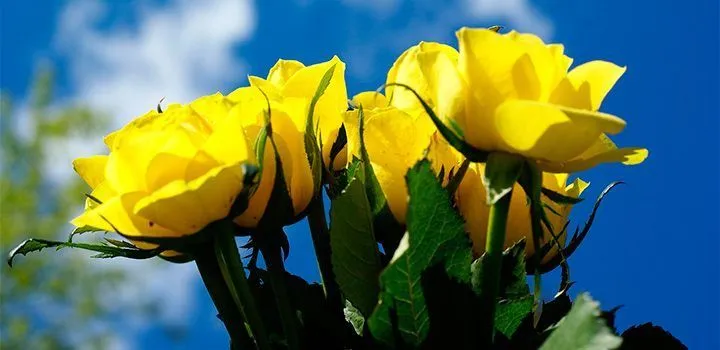 rosas-amarillas.jpg