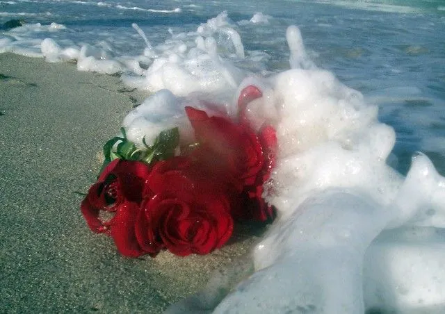 Rosas, arena y mar | Flickr - Photo Sharing! Rosas, arena y mar | Flickr - Photo Sharing!