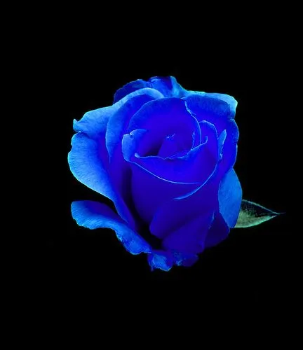 Rosas Azules