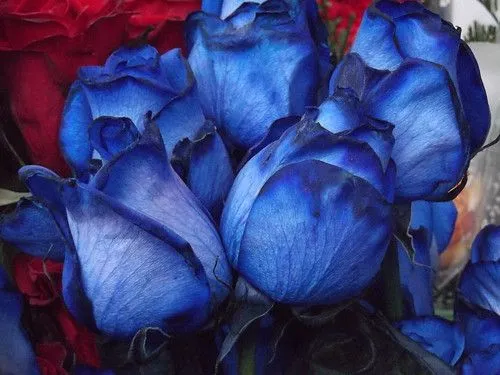 Rosas Azules | Flickr - Photo Sharing! Rosas Azules | Flickr - Photo Sharing!