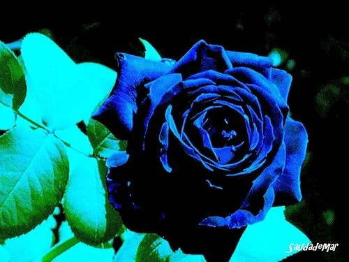 Rosas Azules Naturales
