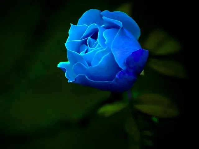 Rosas azules naturales significado - Imagui