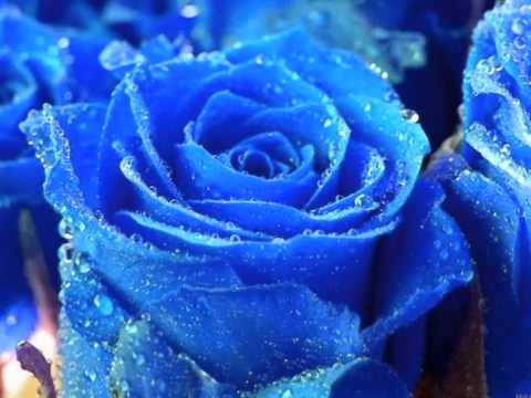 4 ROSAS AZULES - YouTube