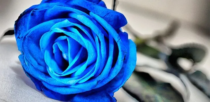 rosas-azules.jpg