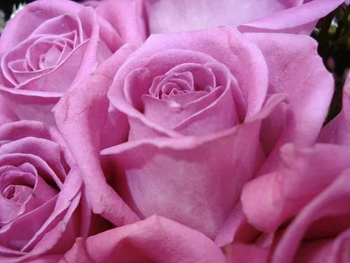 Las Rosas más bellas - Ciudados