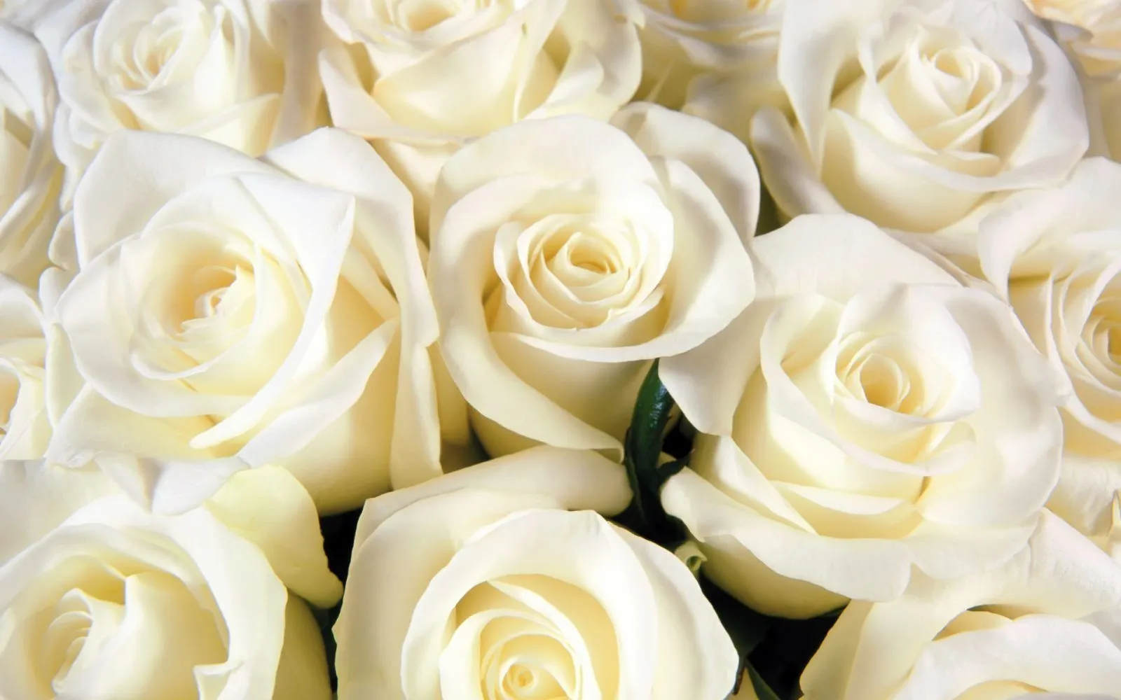 Galería de imágenes: Rosas blancas