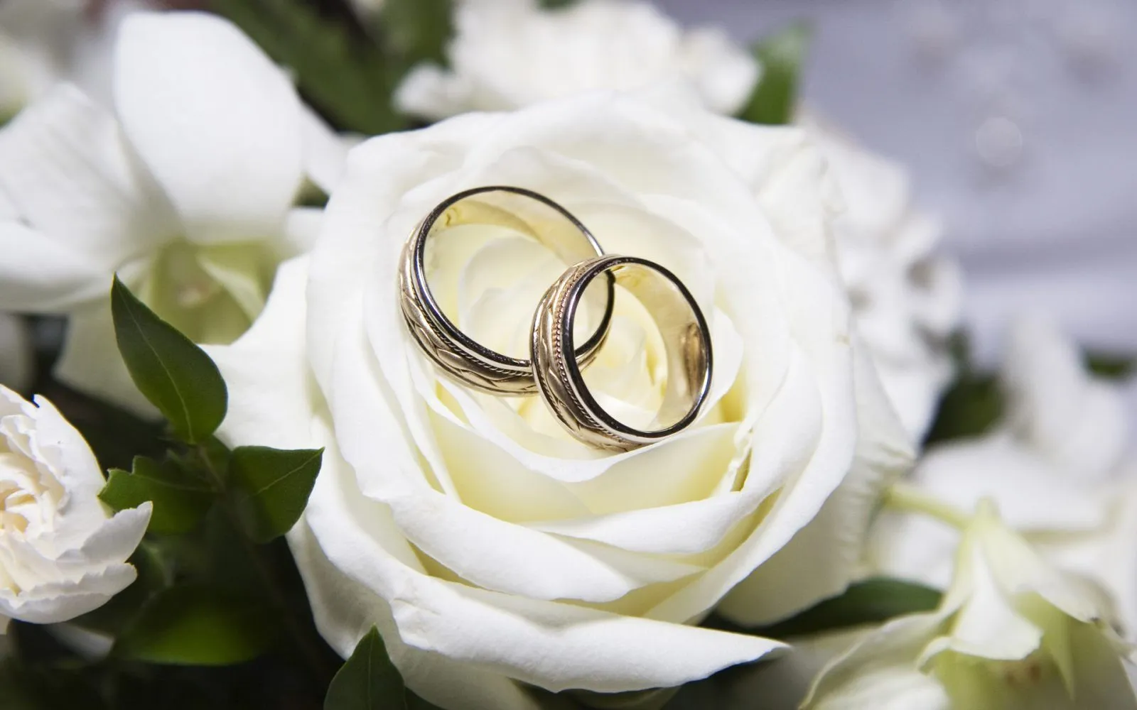 Rosas blancas