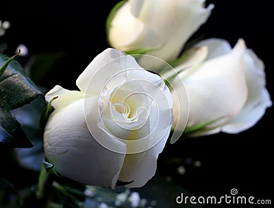 Rosas blancas.