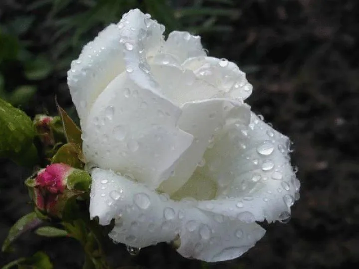 Rosas blancas - Fotografias y fotos para imprimir