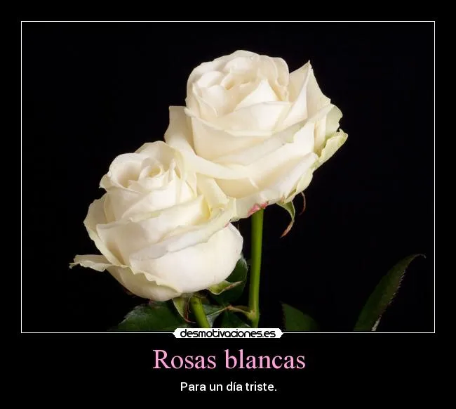 Imagenes de rosas blancas con frases - Imagui Imagenes de rosas blancas con frases - Imagui